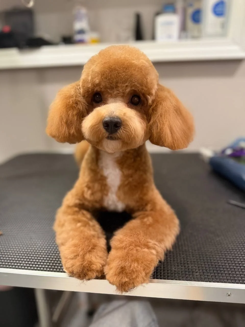 Jane Grooming portfolio — apricot poodle