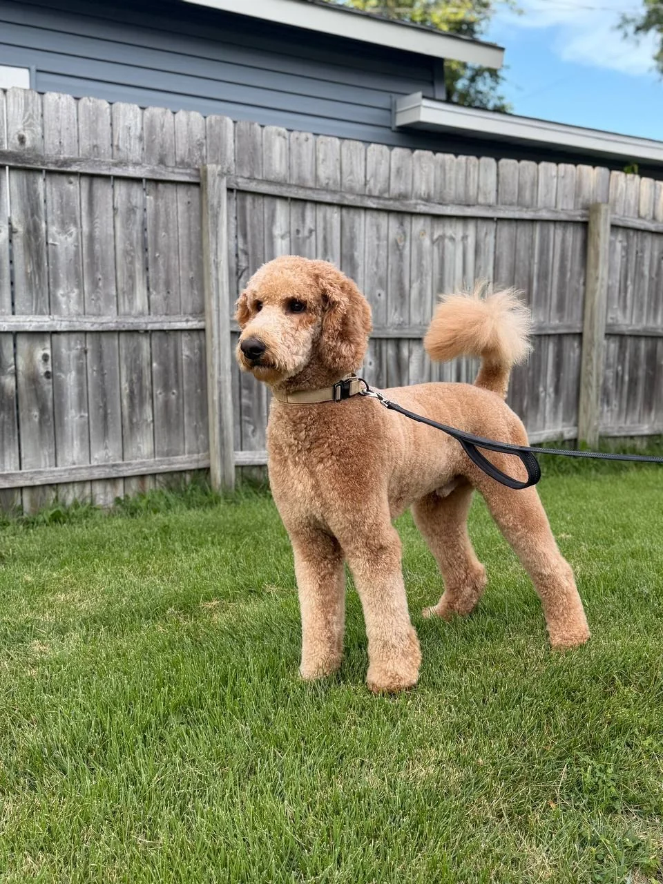 Jane Grooming portfolio — standard poodle