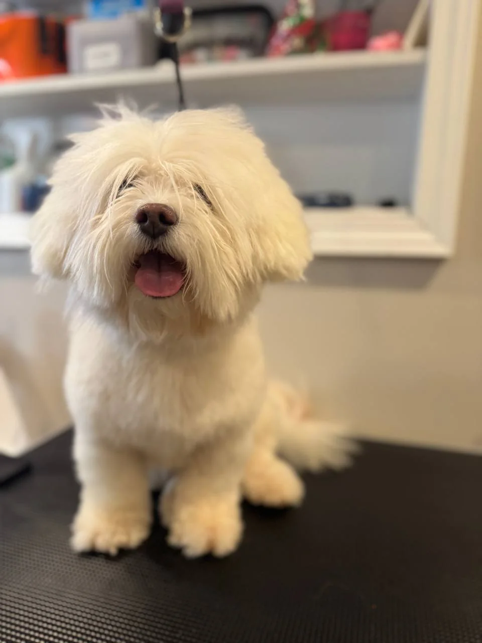 Dog before grooming