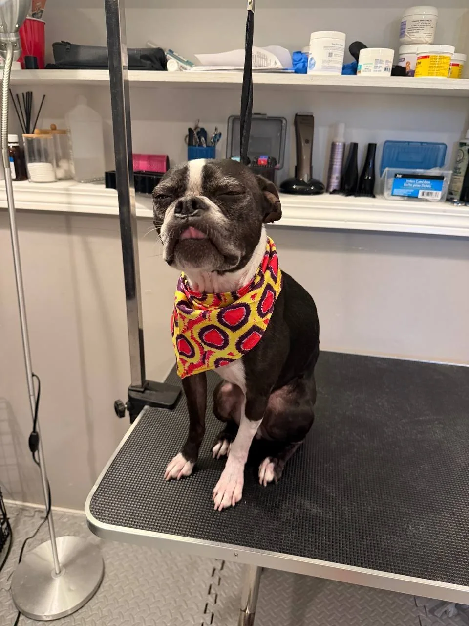 Jane Grooming portfolio — Boston terrier