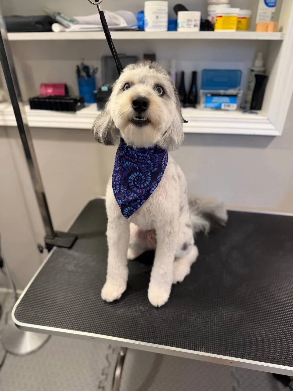 Jane Grooming portfolio — gray and white dog